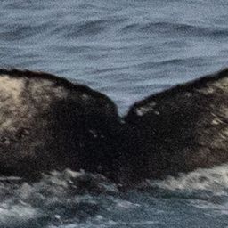 Fluke of CRC-21378