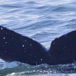 Fluke of CRC-20667