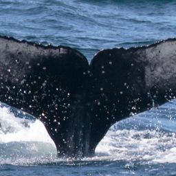 Fluke of CRC-20674