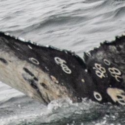 Fluke of CRC-22450