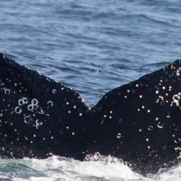 Fluke of CRC-20677