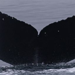 Fluke of CRC-20678