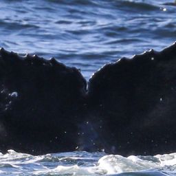 Fluke of CRC-20681