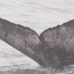 Fluke of CRC-21379