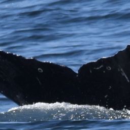 Fluke of CRC-20685