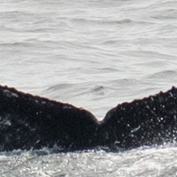 Fluke of CRC-20686