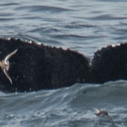 Fluke of CRC-20412