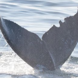 Fluke of CRC-20690