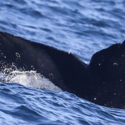 Fluke of CRC-20691