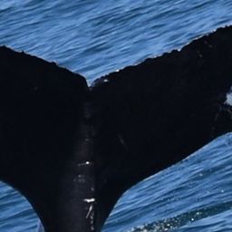 Fluke of CRC-20364