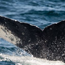Fluke of CRC-20701