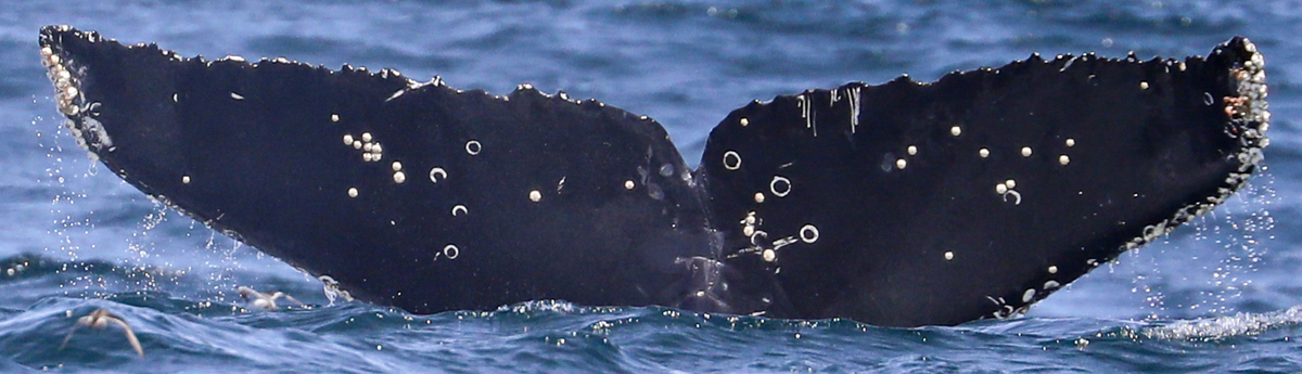 Fluke of Pinwheel (Monterey Bay)