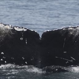 Fluke of CRC-20705
