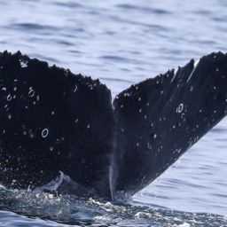 Fluke of CRC-20706