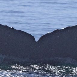 Fluke of CRC-20707