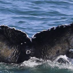 Fluke of Speckles