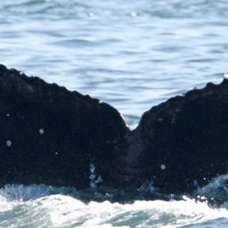 Fluke of CRC-20711