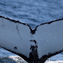 Fluke of CRC-20712