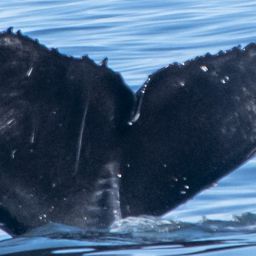 Fluke of CRC-20715