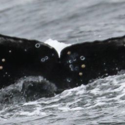 Fluke of CRC-20719