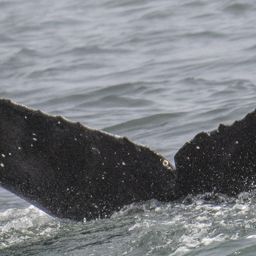 Fluke of CRC-20395
