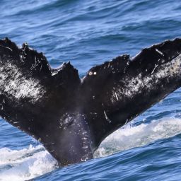 Fluke of CRC-20721
