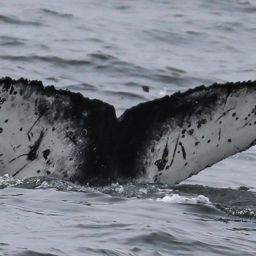 Fluke of CRC-20722