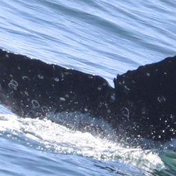 Fluke of CRC-20723