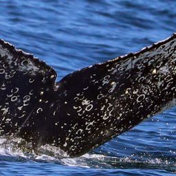 Fluke of CRC-20725