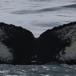 Fluke of CRC-20728
