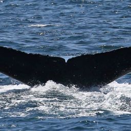 Fluke of CRC-11323