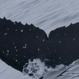 Fluke of CRC-20731