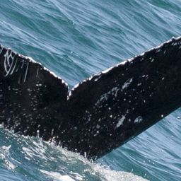 Fluke of CRC-20734