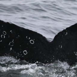 Fluke of CRC-20392