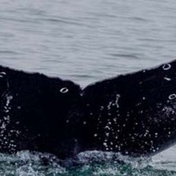 Fluke of CRC-20738