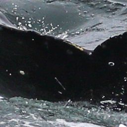 Fluke of CRC-21182