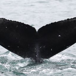 Fluke of CRC-20744