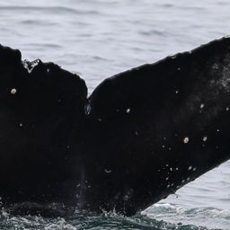 Fluke of CRC-20745