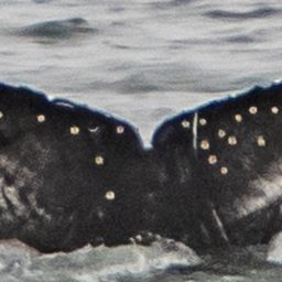 Fluke of CRC-20746