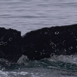 Fluke of CRC-20748