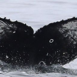 Fluke of CRC-20752