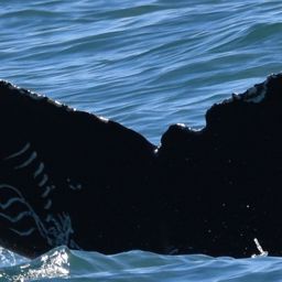 Fluke of CRC-20753
