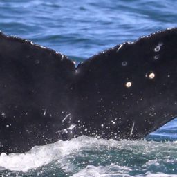 Fluke of CRC-20754