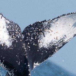 Fluke of CRC-20755