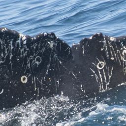 Fluke of CRC-20756