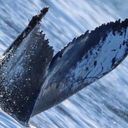 Fluke of HW-MN0502690