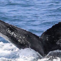 Fluke of CRC-20758