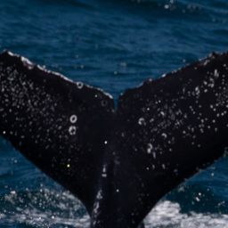 Fluke of CRC-20759