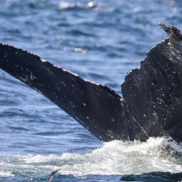 Fluke of CRC-20866
