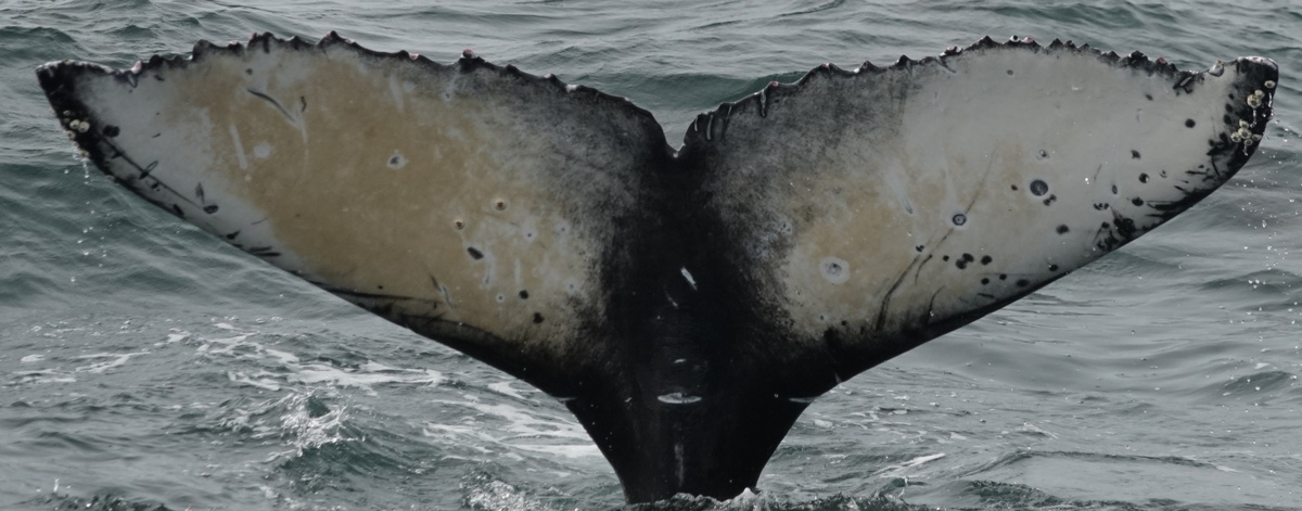 Fluke of Soquel (Monterey Bay)
